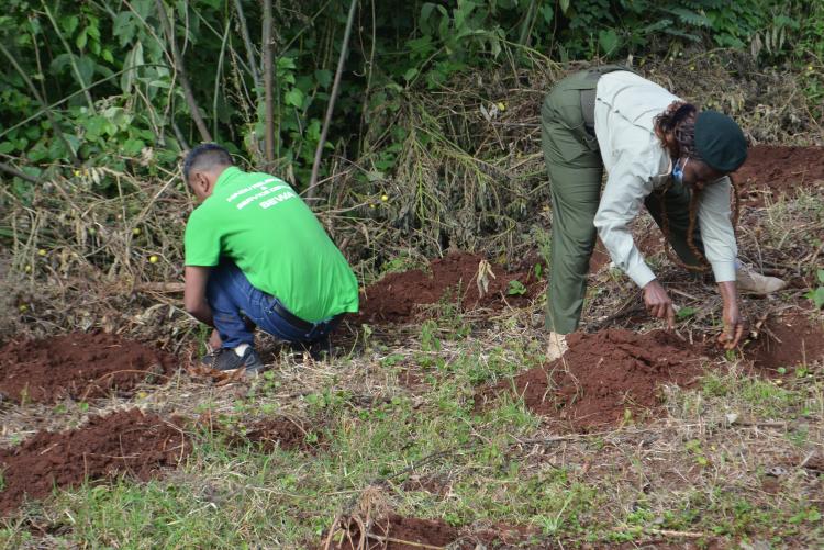 tree planting1