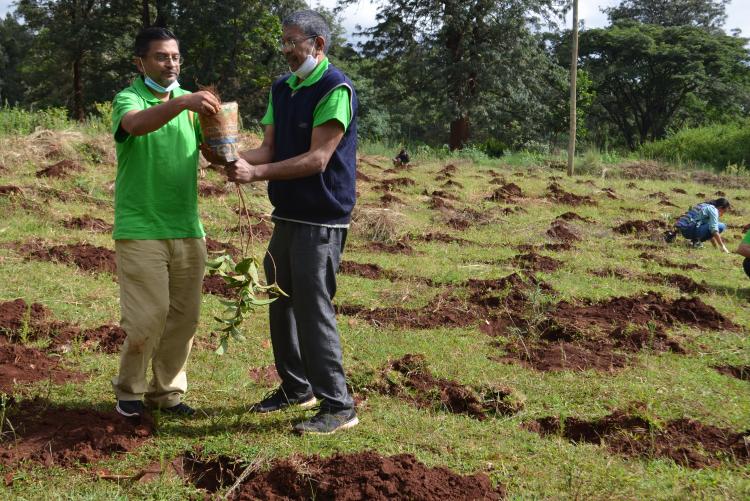 tree planting6