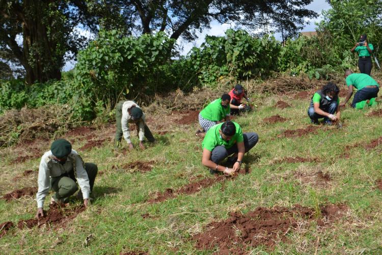 tree planting8