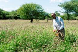 Dr Mureithi in one of the research farms at the University of Nairobi. He is a land resource management specialist.